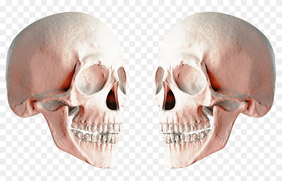 Skull, Face, Head, Person, Adult Free Transparent Png