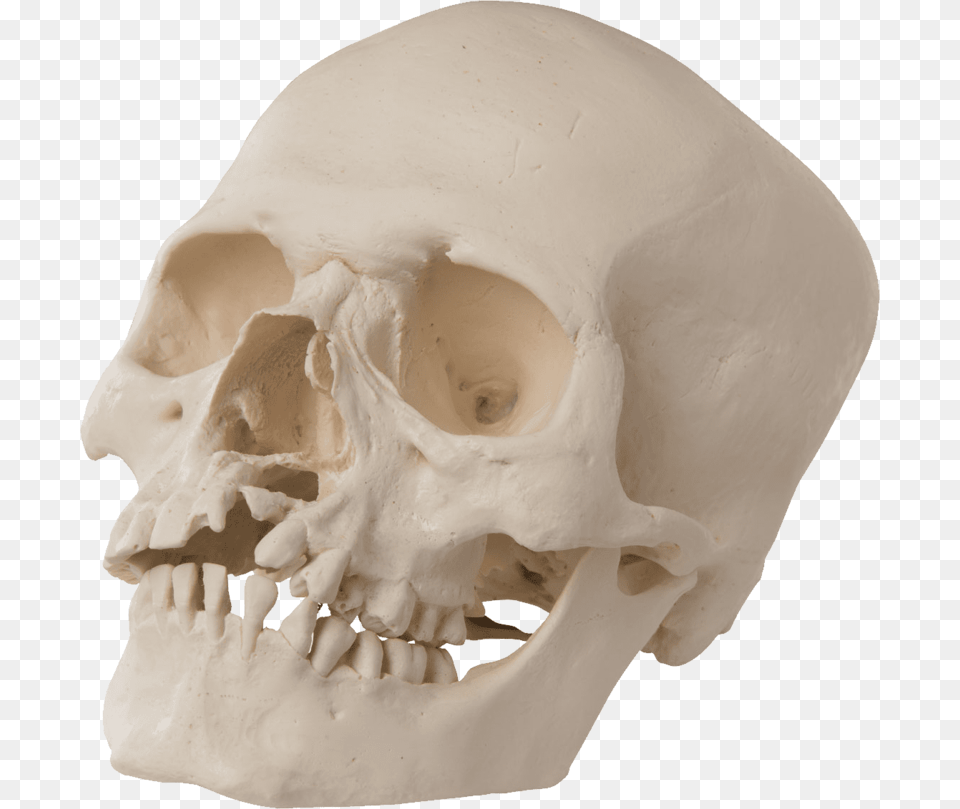 Skull, Baby, Head, Person, Face Png