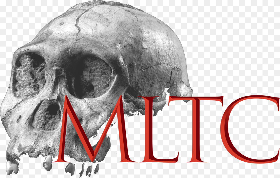 Skull, Person Png Image