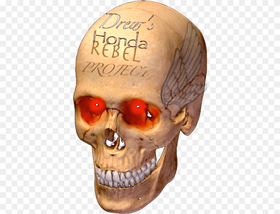 Skull, Head, Person, Face, Adult Free Png