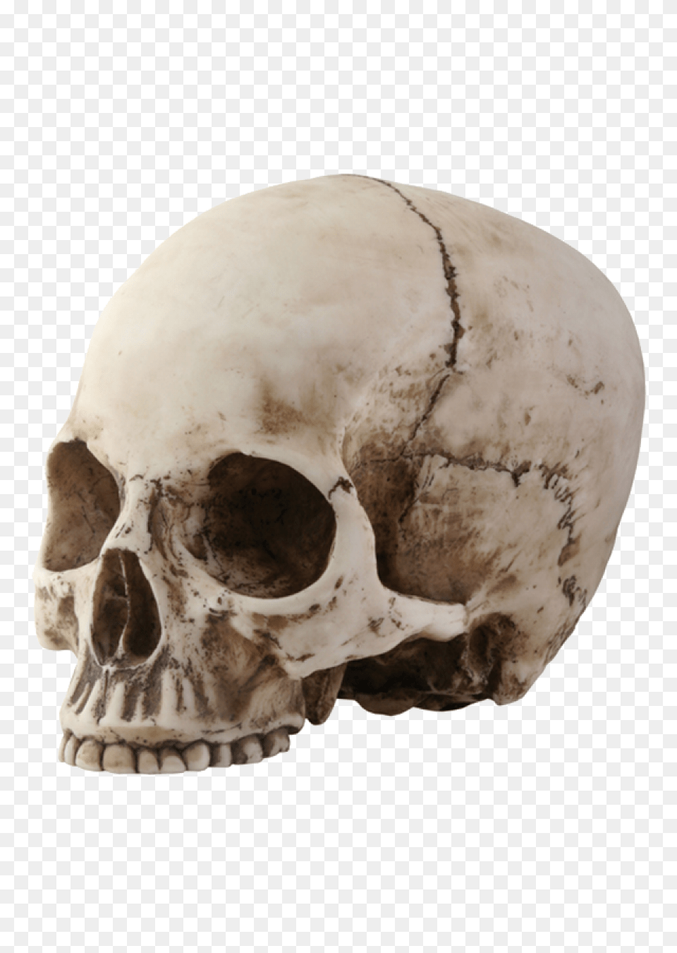 Skull, Head, Person Free Png