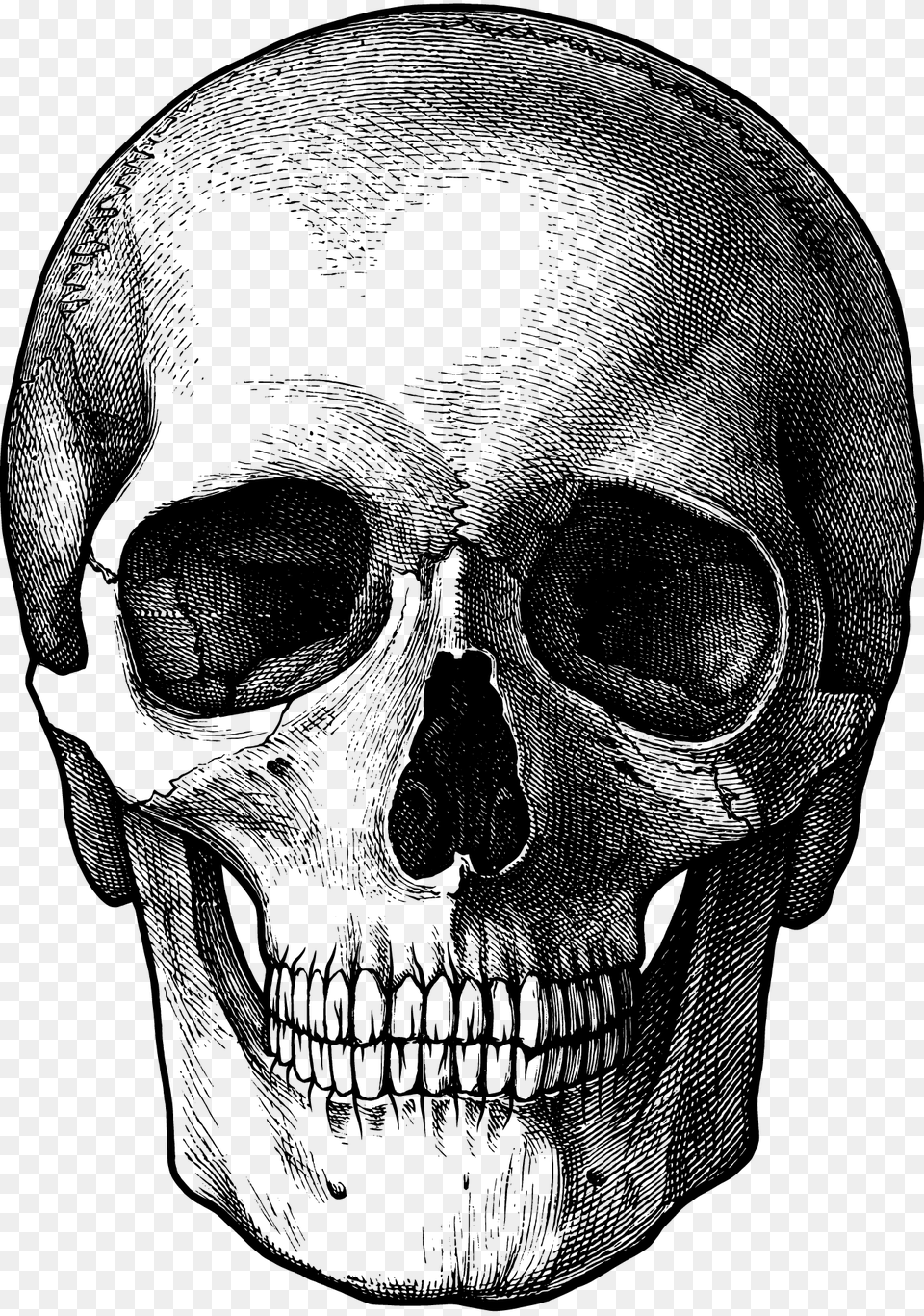 Skull, Gray Free Png