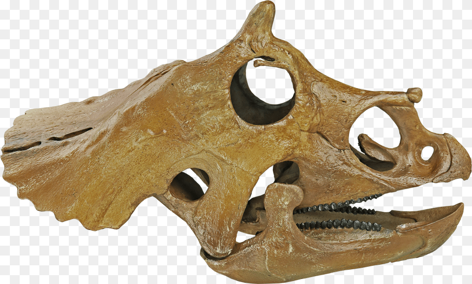 Skull Png Image