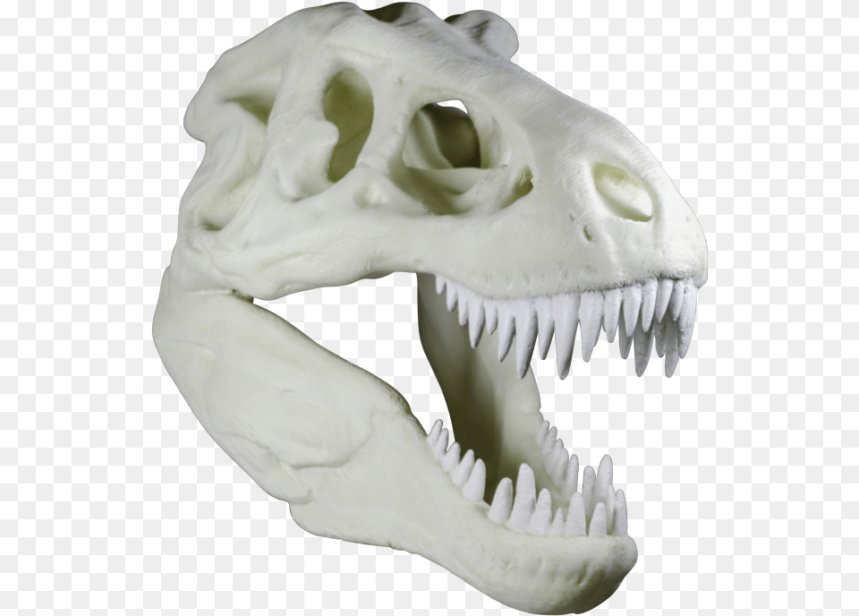 Skull, Animal, Dinosaur, Reptile Png