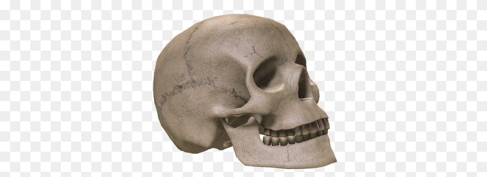 Skull, Head, Person, Face, Body Part Png Image