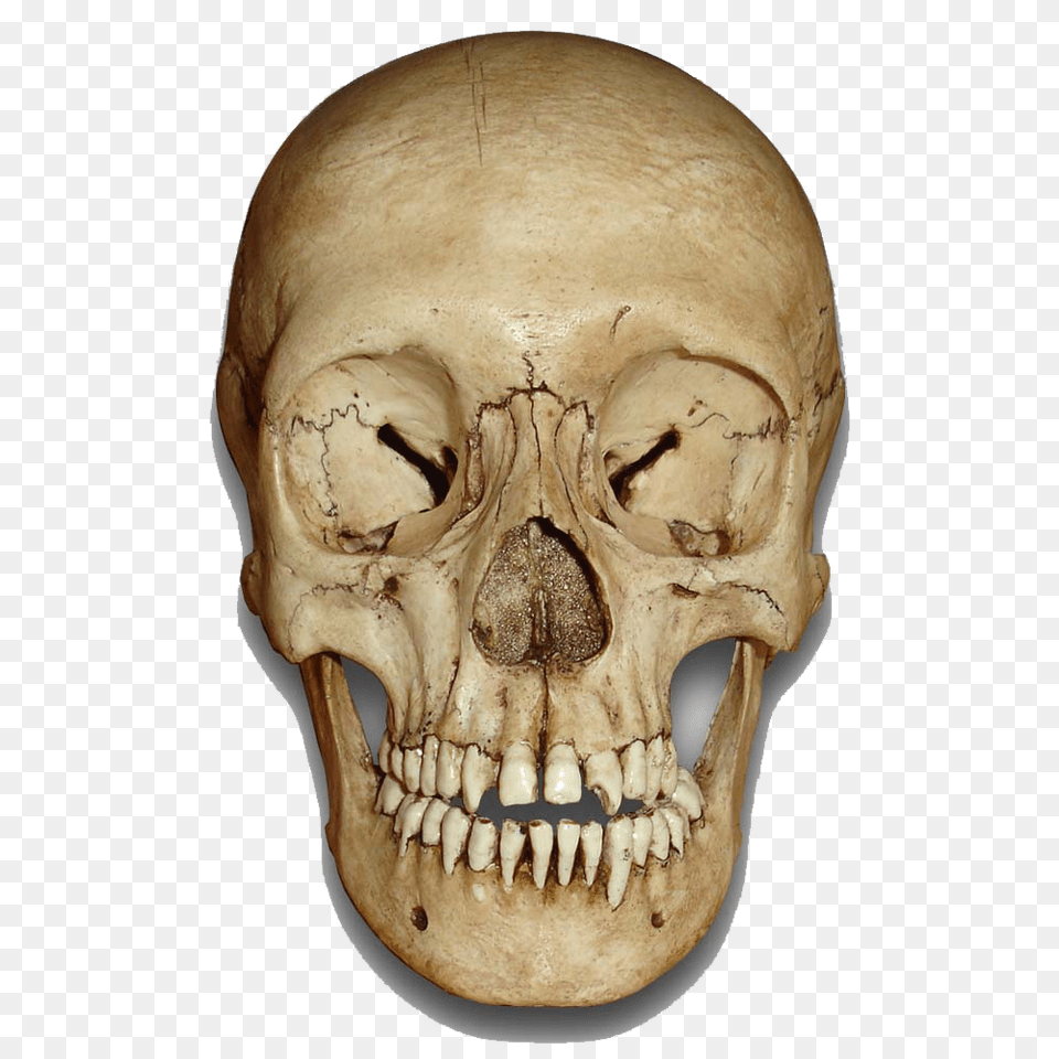 Skull, Head, Person, Face Png