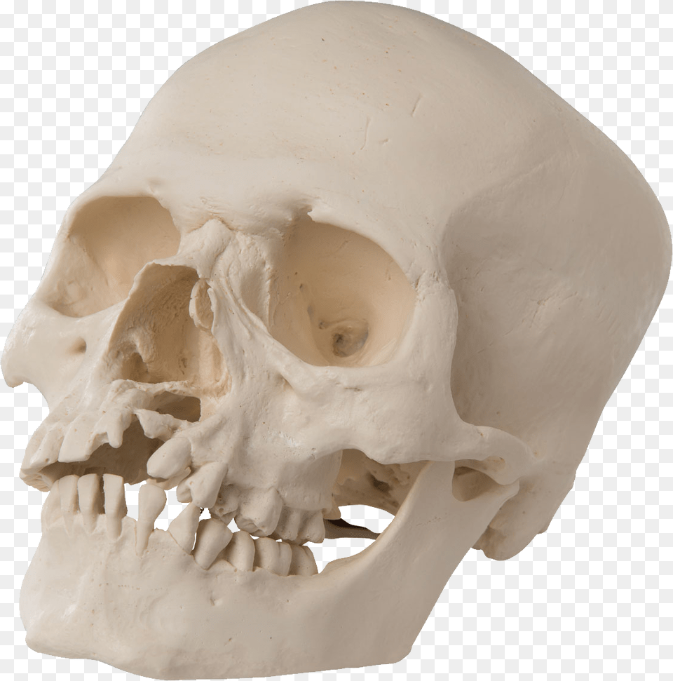 Skull, Head, Person, Face, Baby Free Transparent Png