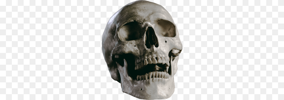 Skull Baby, Person, Head Png