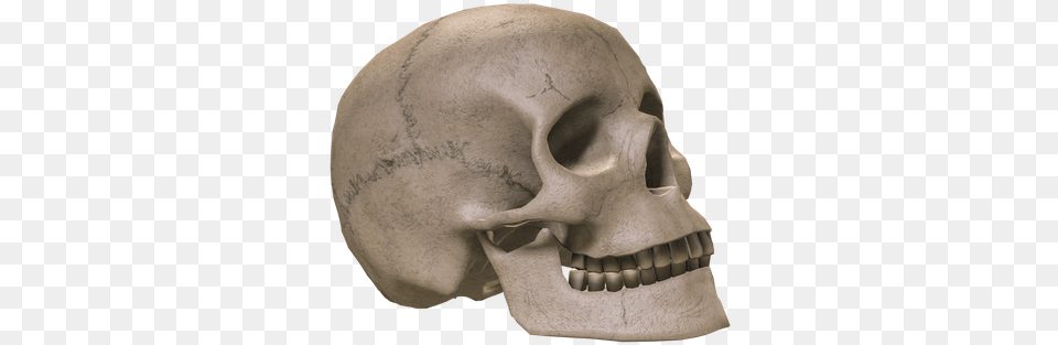 Skull, Head, Person, Face, Body Part Free Transparent Png