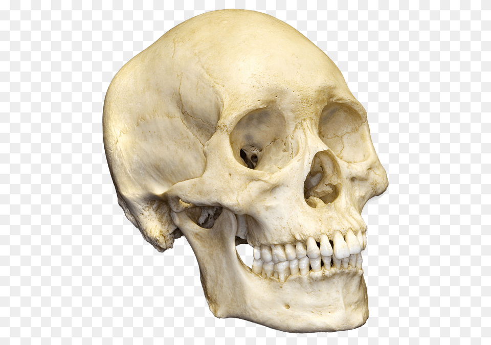 Skull, Head, Person, Animal, Lion Free Transparent Png