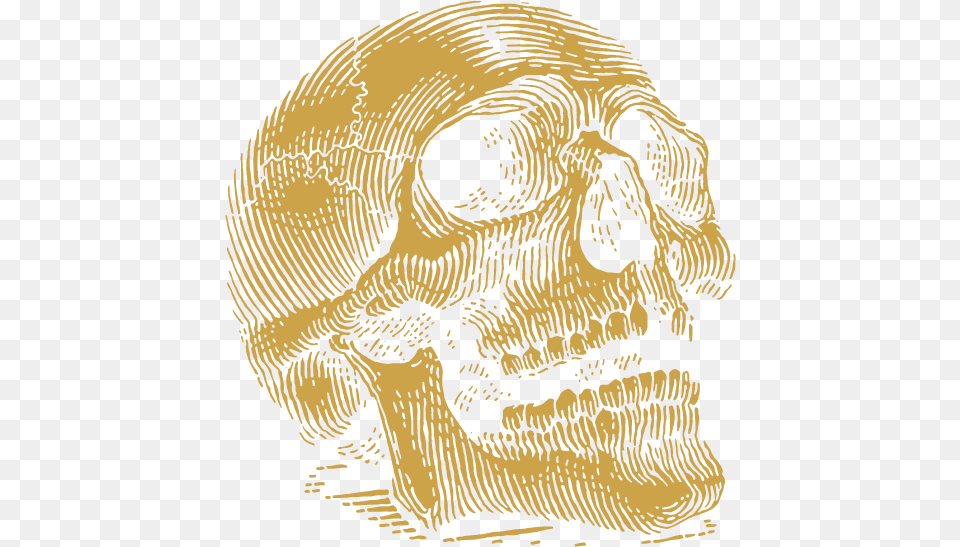 Skull, Baby, Person Free Png