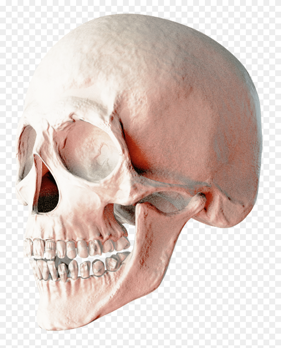 Skull, Head, Person, Adult, Face Free Transparent Png