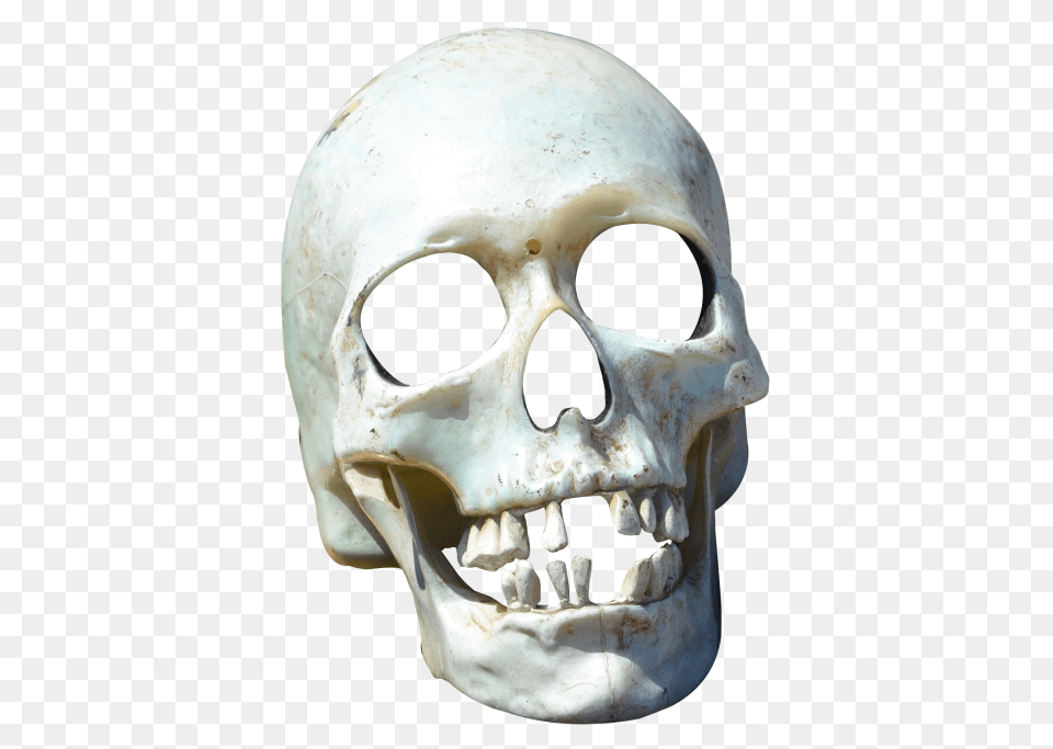 Skull, Head, Person, Animal, Mammal Png Image