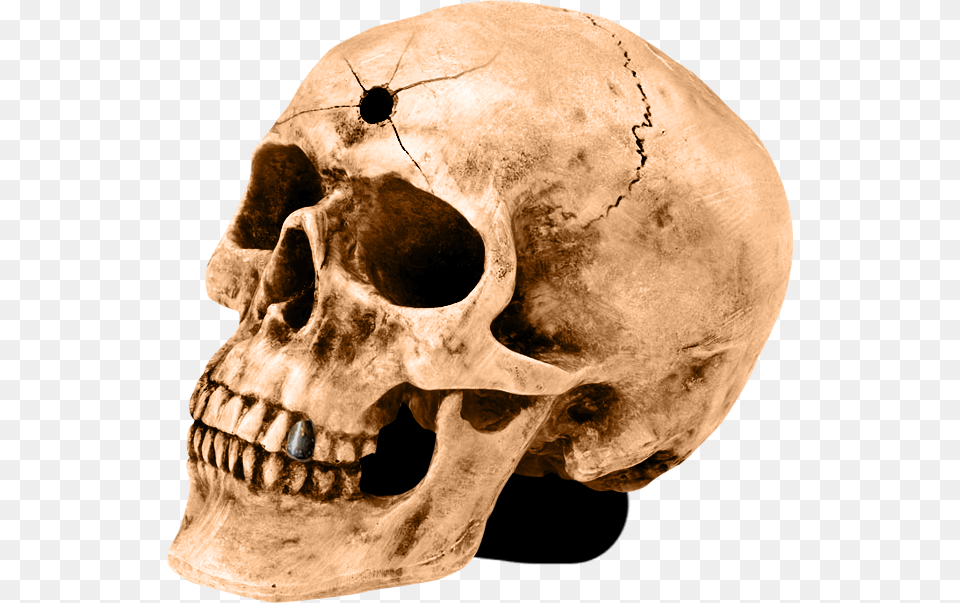 Skull, Person Free Transparent Png