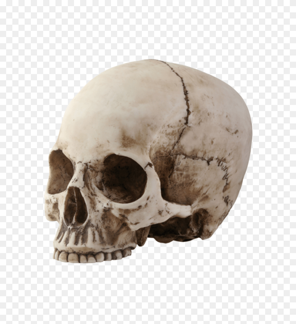 Skull, Head, Person Free Png