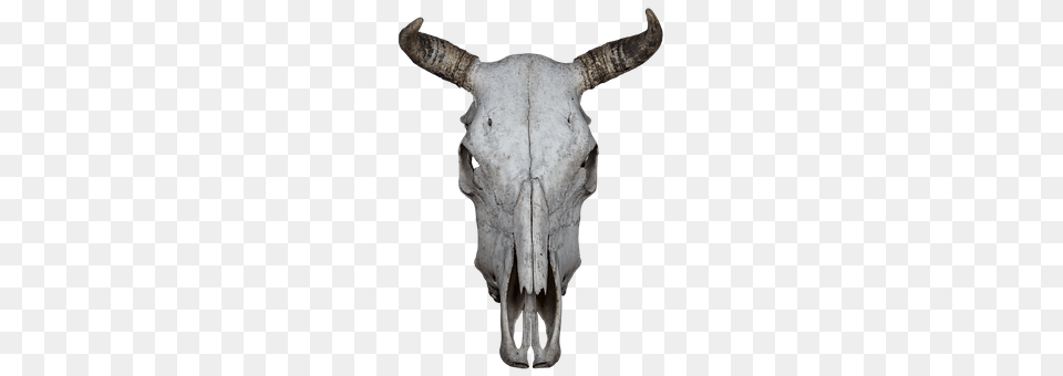 Skull Animal, Bull, Mammal, Cattle Free Png Download