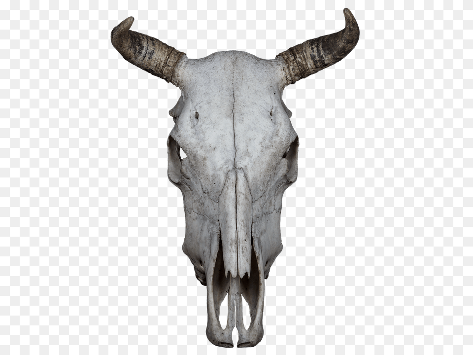 Skull Animal, Bull, Mammal, Cattle Png Image