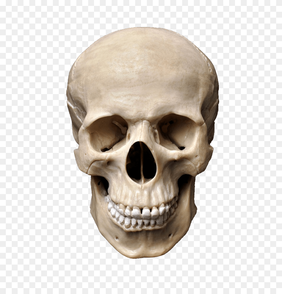 Skull, Head, Person, Baby, Face Free Png Download
