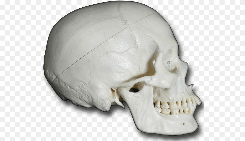 Skull, Head, Person, Face Free Png