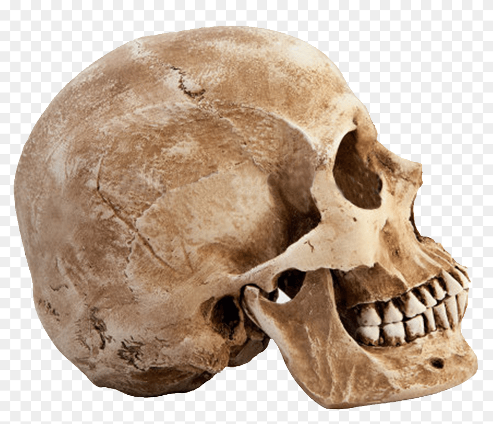 Skull, Head, Person Png Image