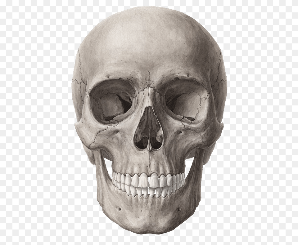 Skull, Person, Head, Face Free Png