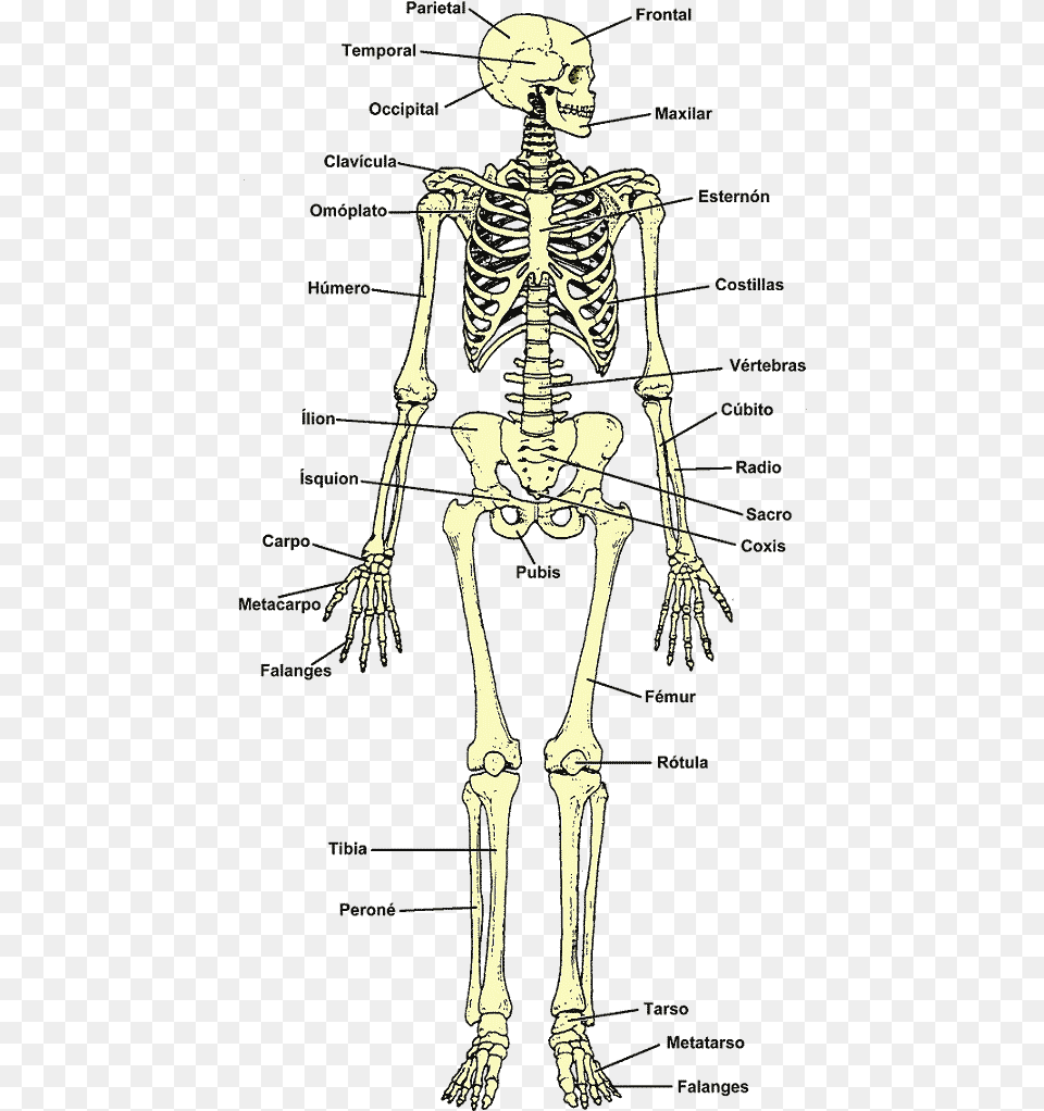 Skull, Person, Skeleton Free Transparent Png