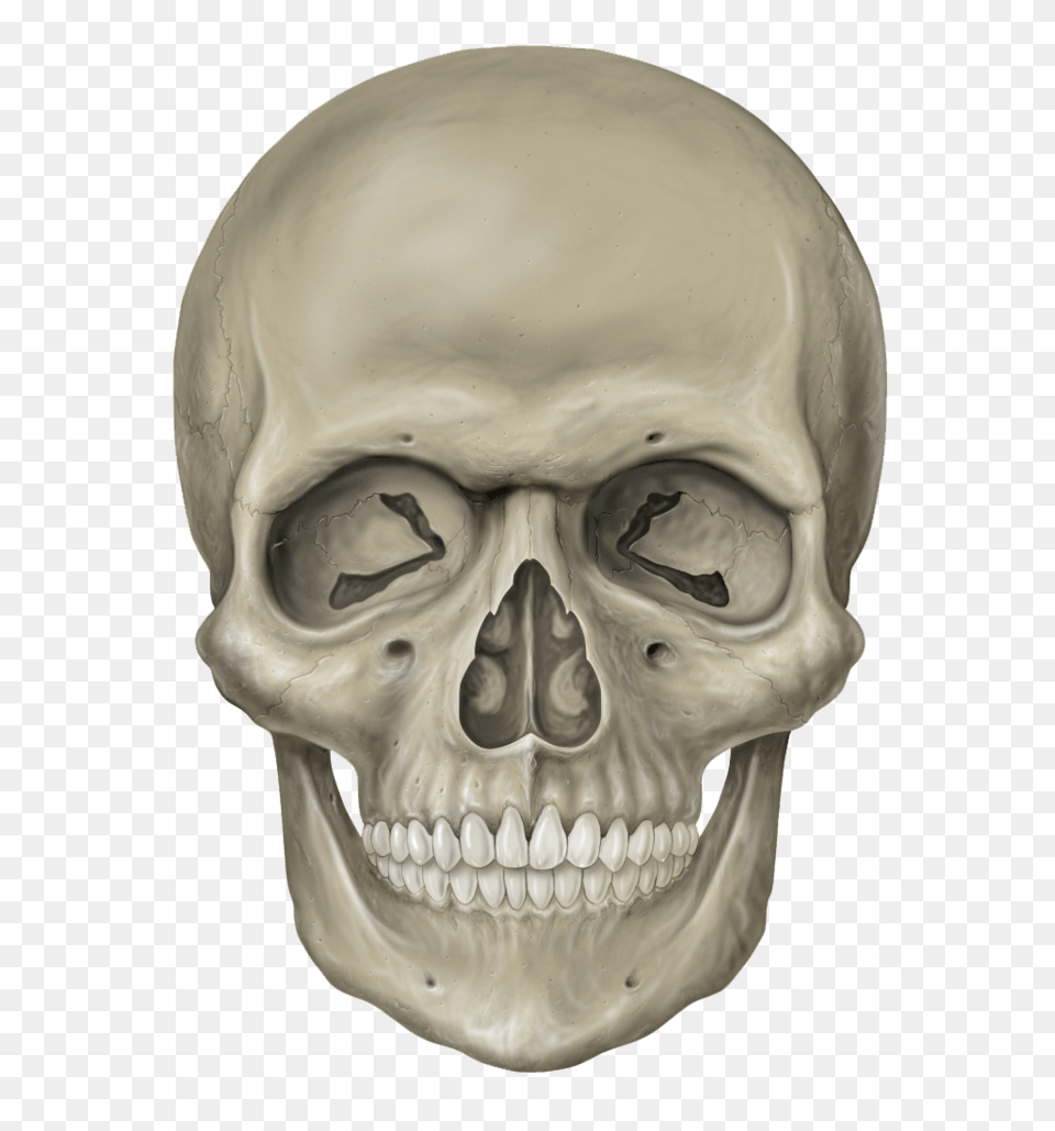 Skull, Head, Person, Baby, Face Free Png