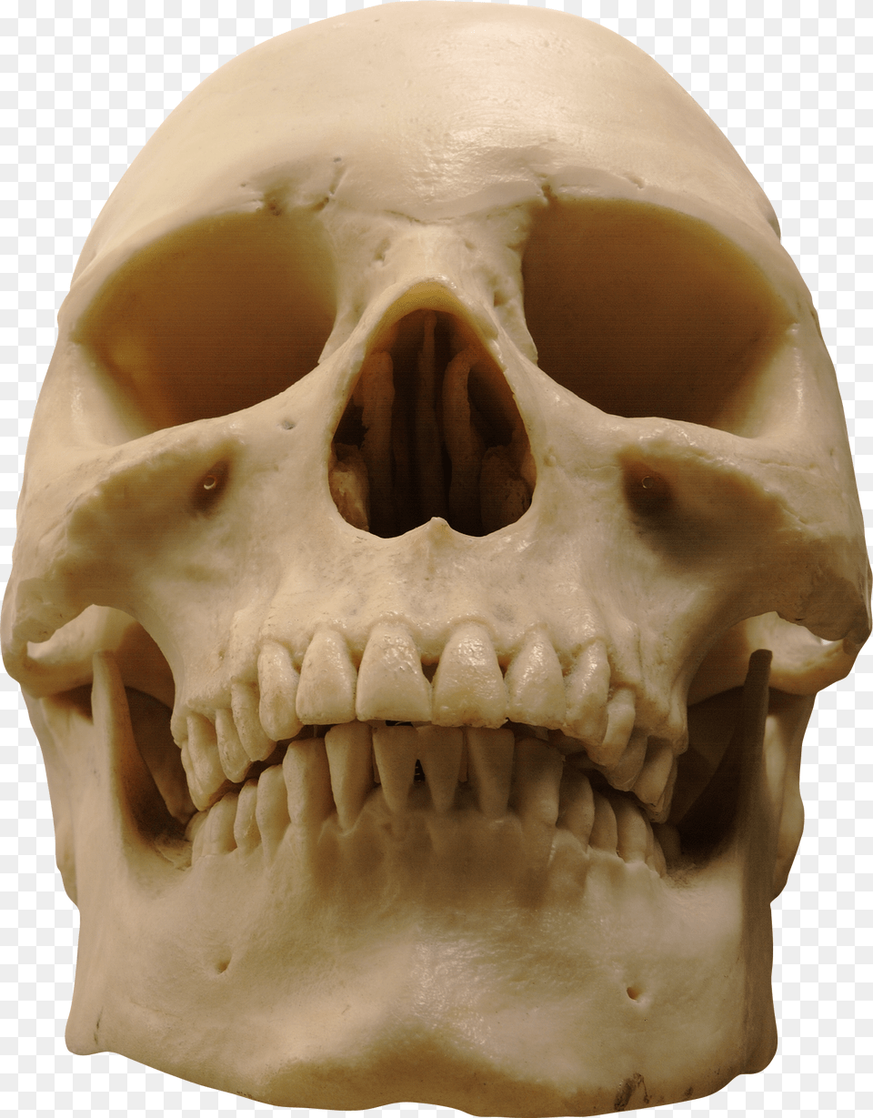 Skull, Head, Person, Baby, Face Png Image