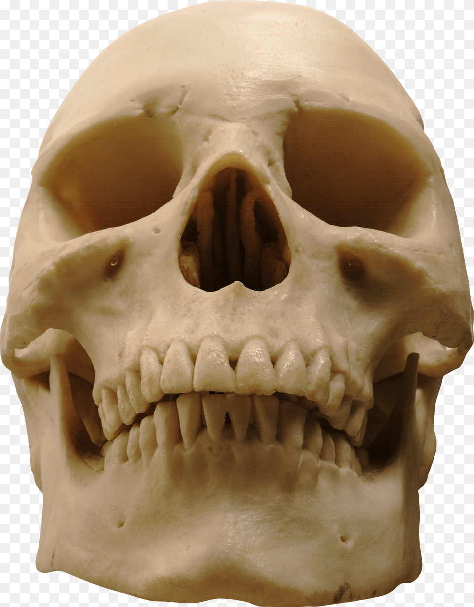 Skull, Head, Person, Face Png Image