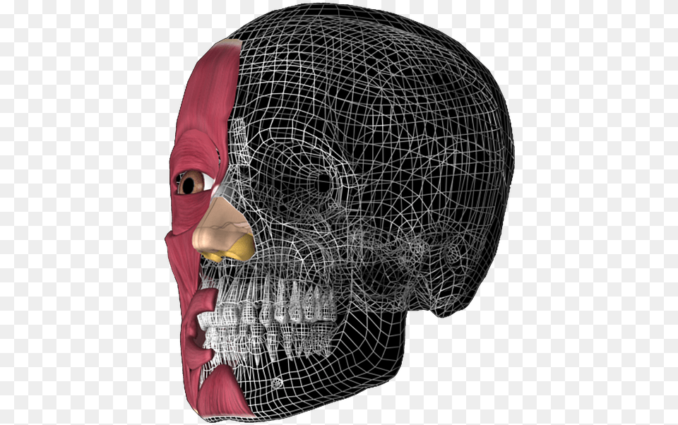 Skull 3d Anatomy Anatomy 3d 3d Head Anatomy Illustrations, Ct Scan Free Png Download