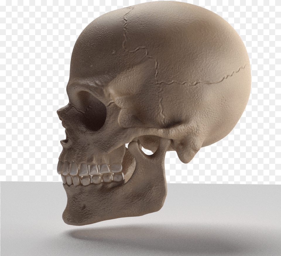 Skull 3d Model Skull, Head, Person, Face Png