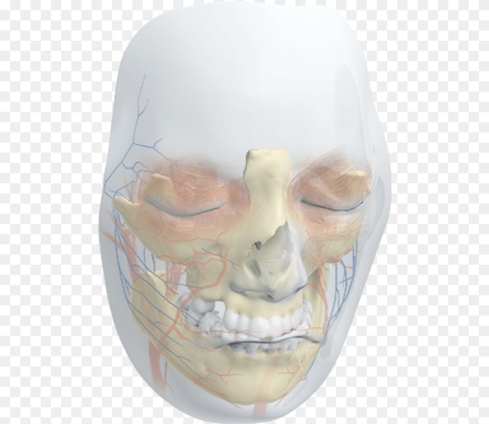 Skull, Head, Person, Ct Scan, Face Free Png Download