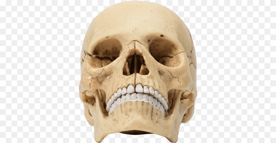 Skull, Head, Person, Face Free Png Download