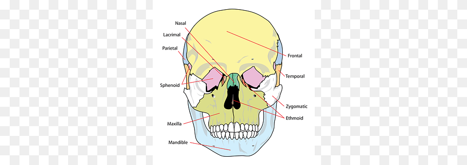 Skull Body Part, Mouth, Person, Teeth Png Image
