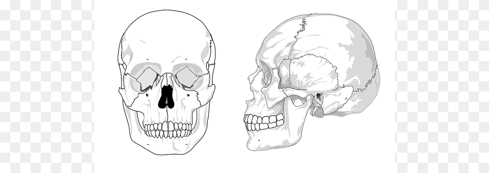 Skull Art, Drawing, Head, Person Png Image