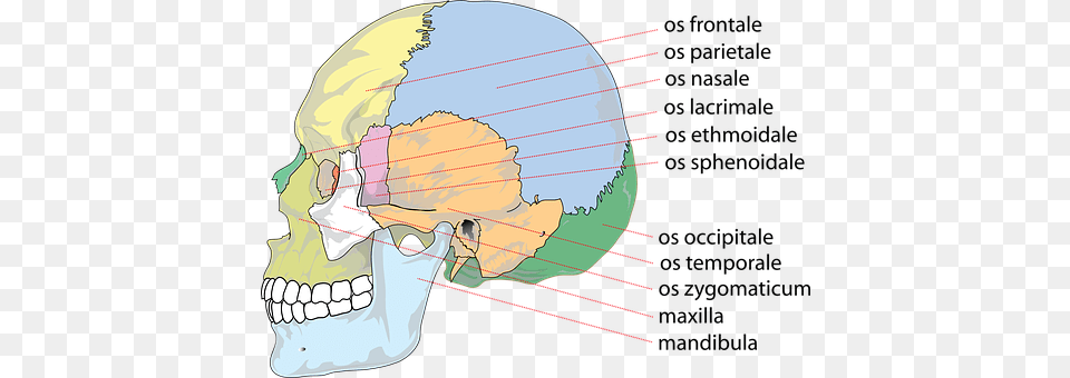 Skull Chart, Plot, Person Png Image