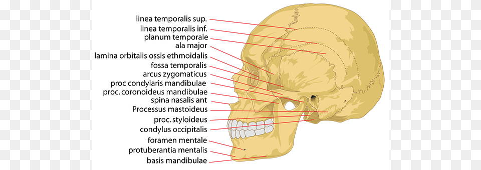 Skull Head, Person, Face, Body Part Free Png