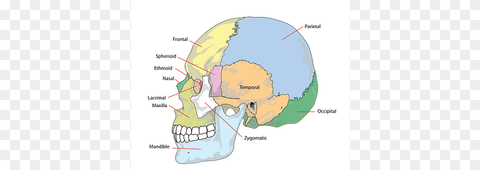 Skull Chart, Plot, Map, Diagram Png