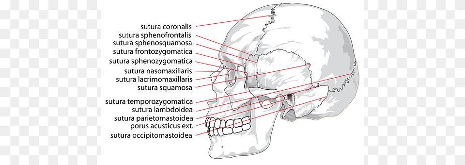 Skull Head, Person, Face, Clothing Free Png Download