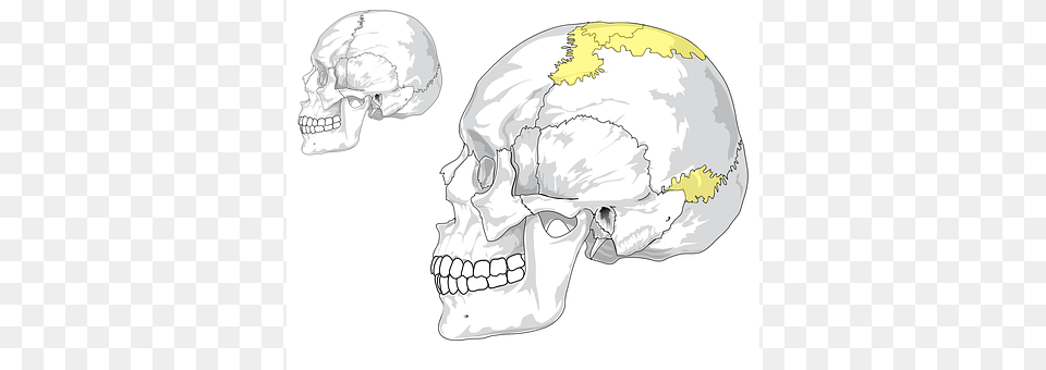 Skull Art, Drawing, Head, Person Png