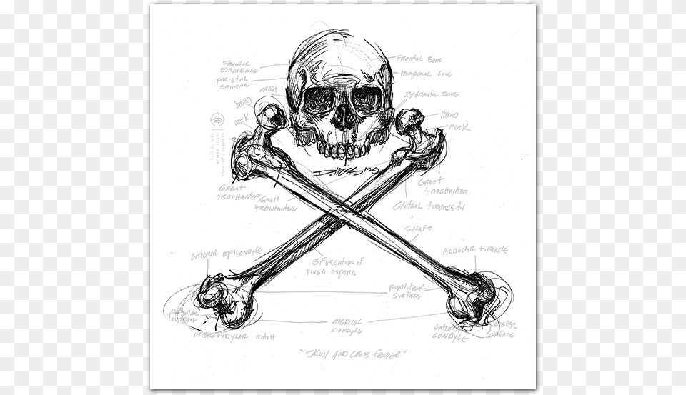 Skull, Person, Face, Head Free Png Download