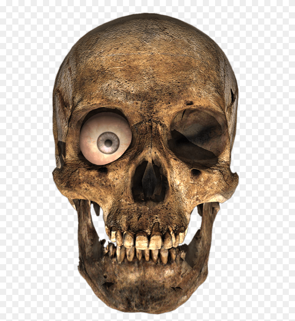 Skull, Face, Head, Person Png