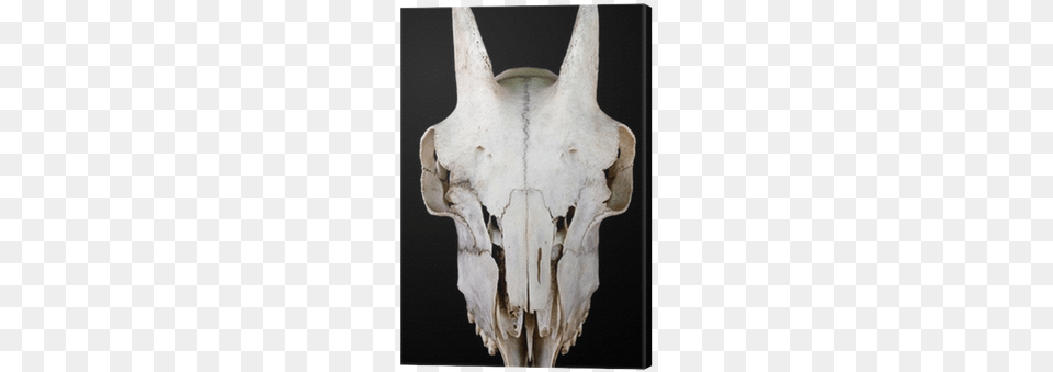 Skull Png Image