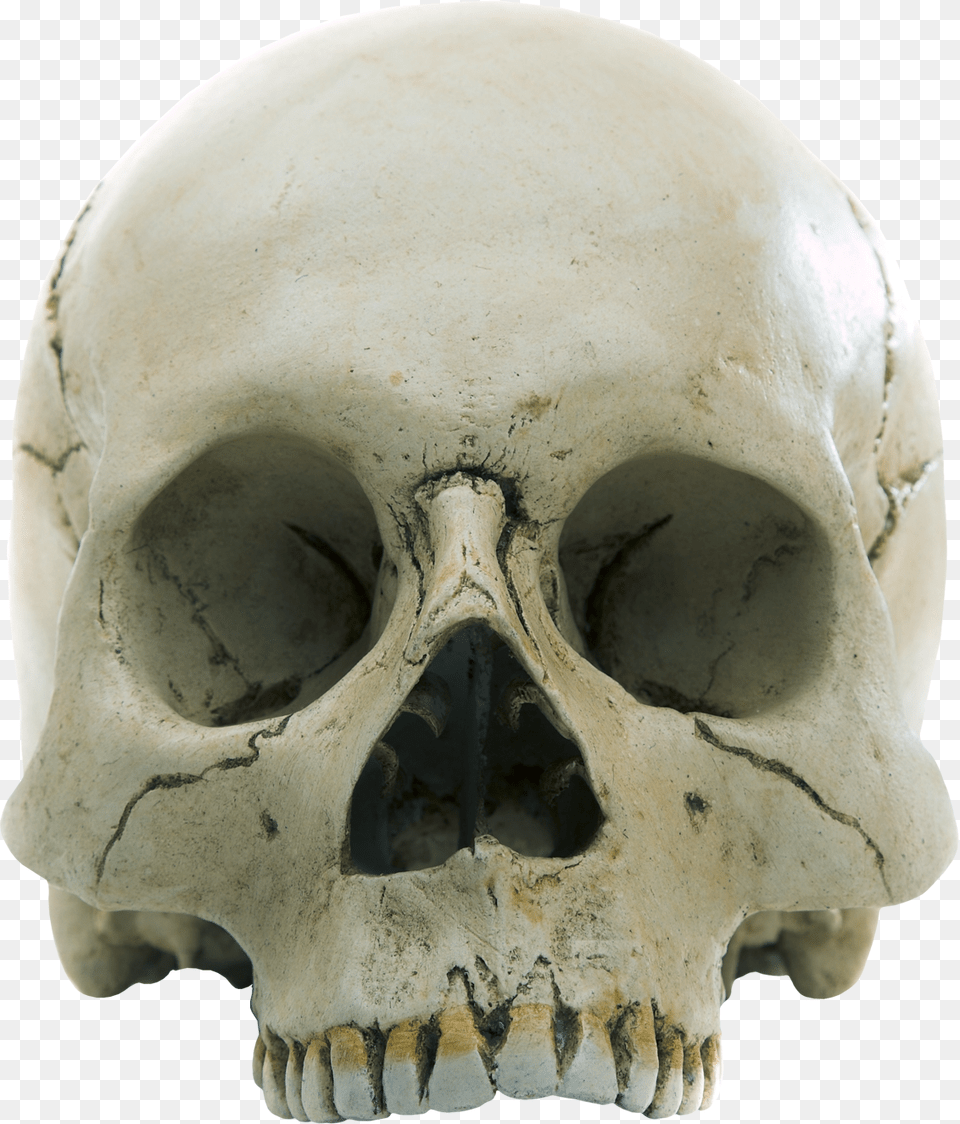 Skull, Person, Head, Face Png