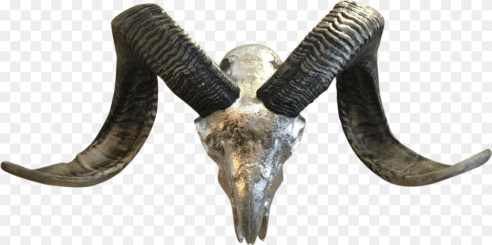 Skull, Antler Png Image