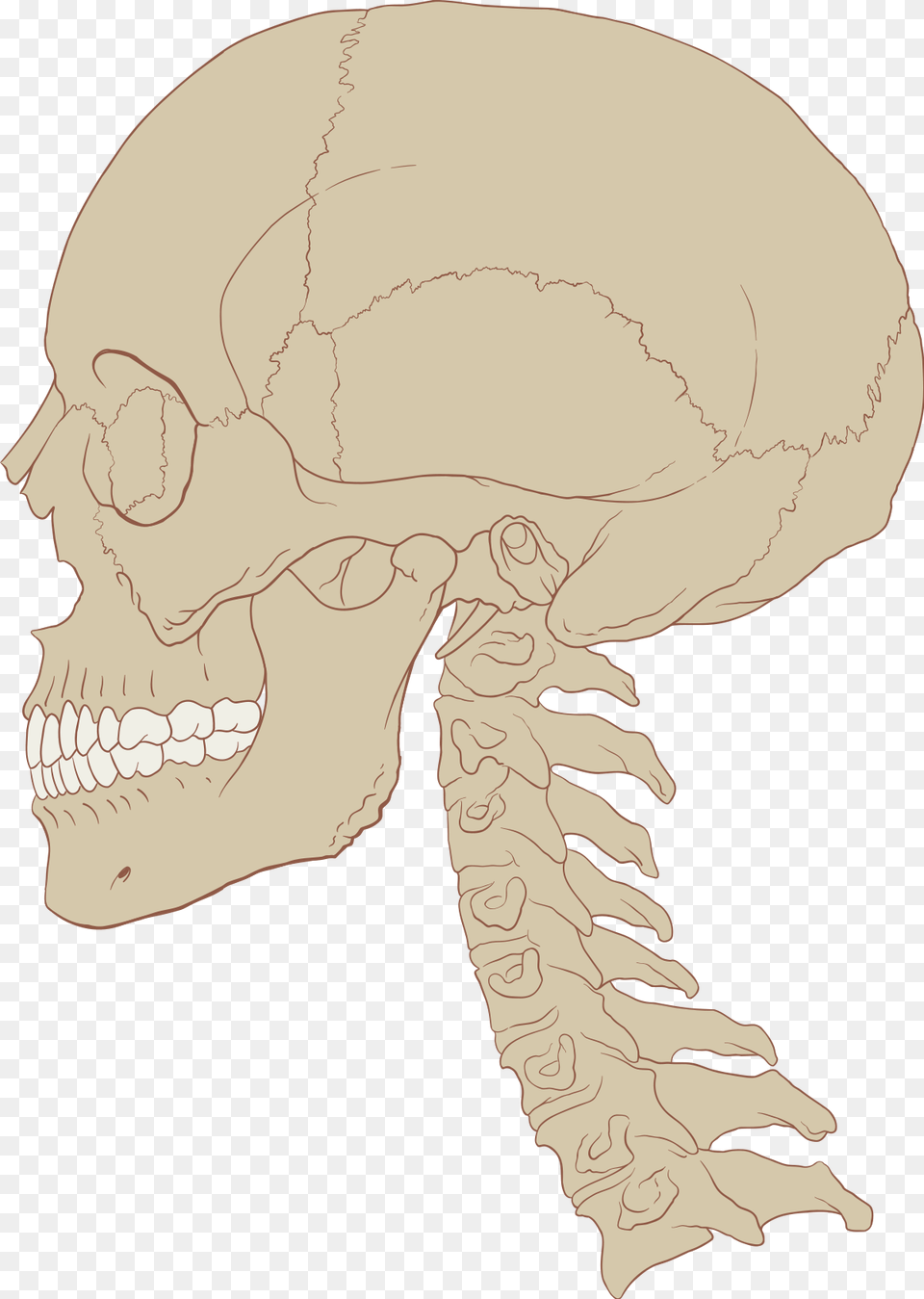 Skull And Cervical Spine, Baby, Person Free Transparent Png