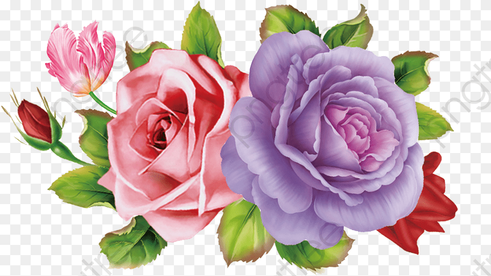 Skull And Roses Pink Rose Purple Pink U0026 Purple Pink And Purple Rose, Flower, Plant, Flower Arrangement, Flower Bouquet Free Transparent Png