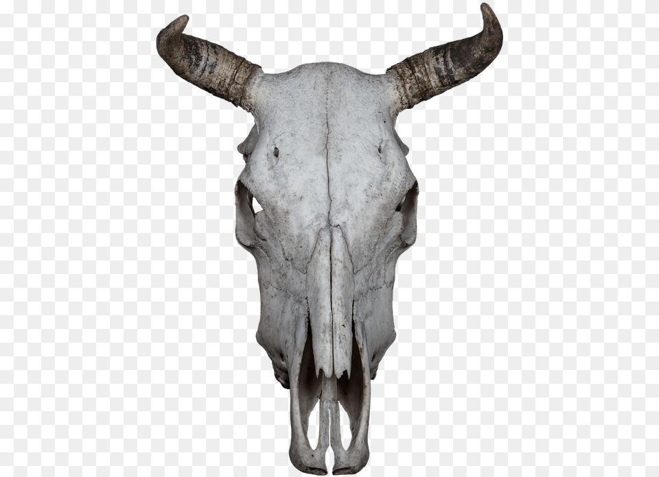 Skull Bone Beef Skull And Crossbones Weird Death Animals Skull Transparent Background, Animal, Bull, Mammal, Cattle Png Image
