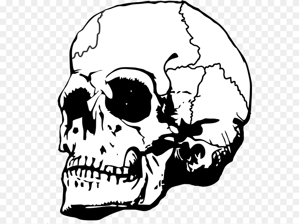 Skull Bone Bones Vector Graphic On Pixabay Queen Skull With A Crown, Stencil, Baby, Person Png