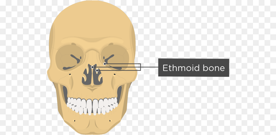 Skull Bones Anterior View Ethmoid Bone Optic Canal Of Sphenoid Bone, Body Part, Mouth, Person, Teeth Free Png Download